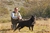 Ch. MASCALZONE LATINO - Triola Cane Corso